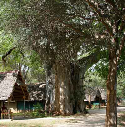 Tarangire Safari Lodge - Tanzania