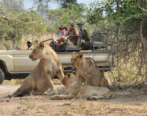 Potato Bush Camp - Lower Zambezi Zambia