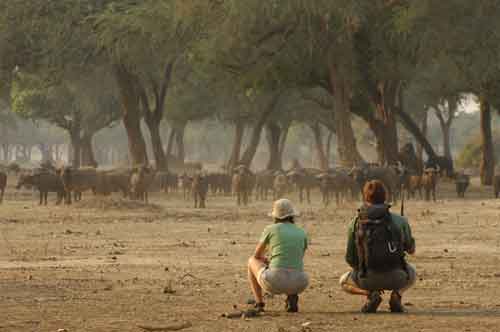 Shoreline Trail - Mana Pools Zimbabwe