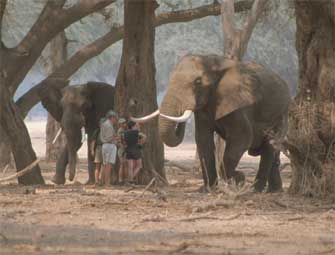 Shoreline Trail - Mana Pools Zimbabwe
