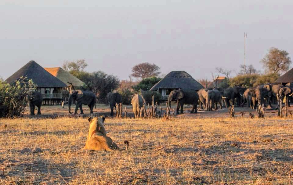Nehimba Camp - Hwange Zimbabwe