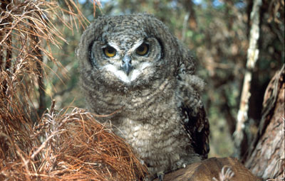 Nyika Plateau Malawi