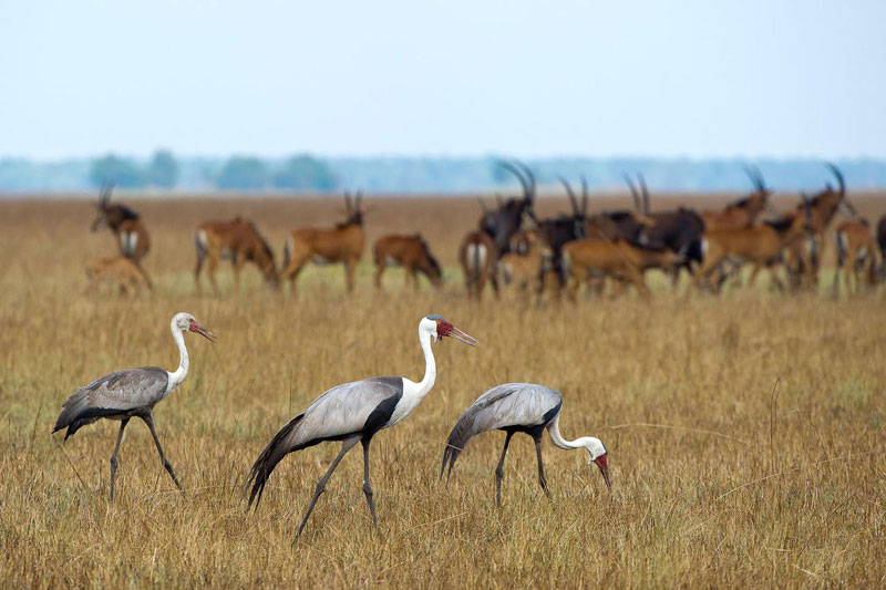 Kafue Busanga Plains Kafue National Park Zambia