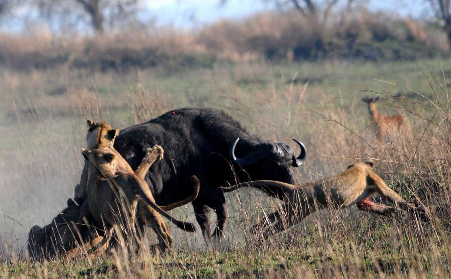 Kafue Busanga Plains Zimba Safaris | Kafue National Park Zambia