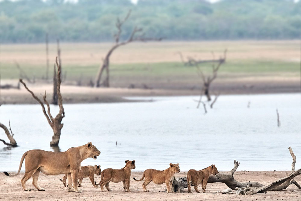 Zimba Safaris | Kafue National Park Zambia