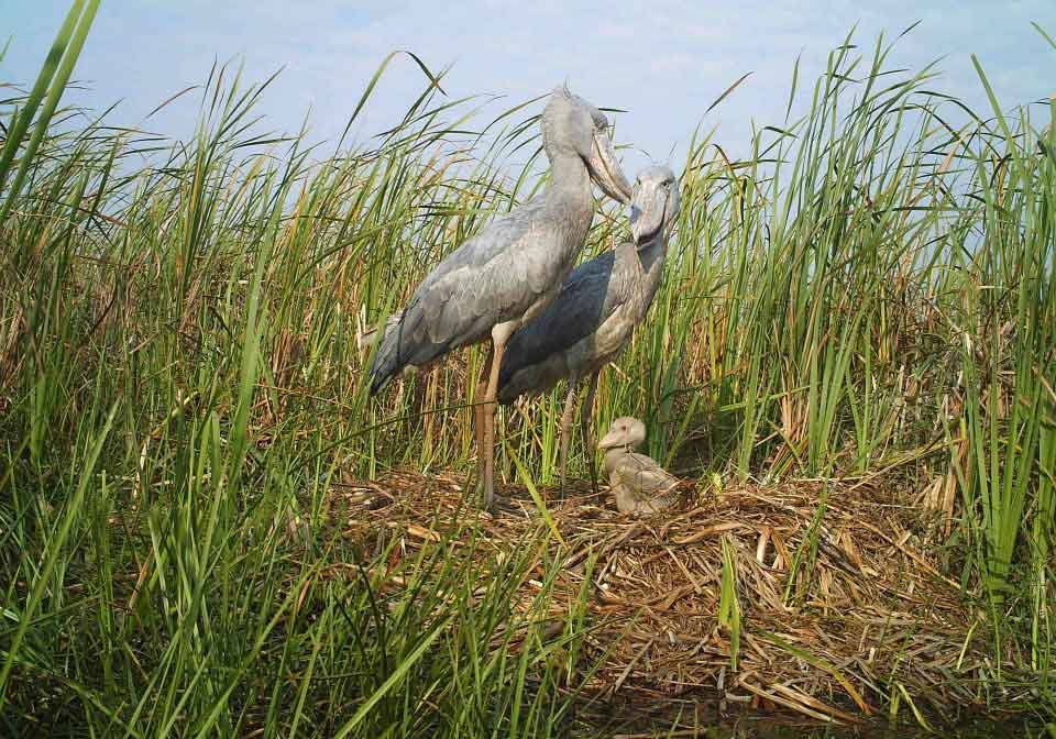 Bangweulu Moerassen Zambia