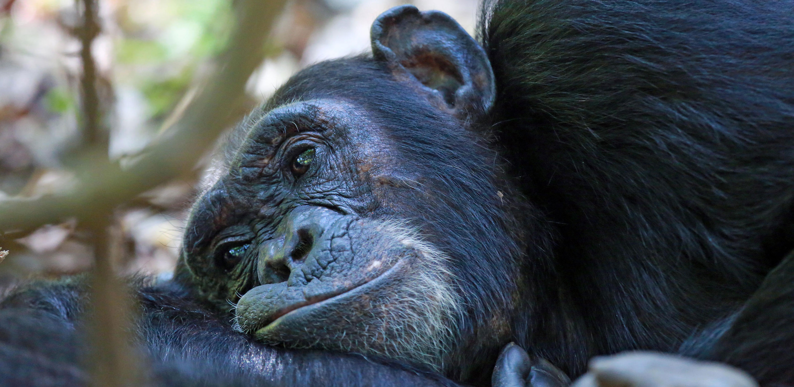 safari Gombe Stream Tanzania