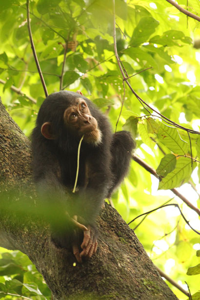 Mahale Mountains - Chimpansee Trekking Tanzania