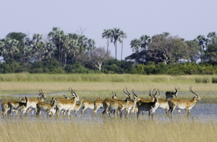 Okavango Delta Moremi Botswana