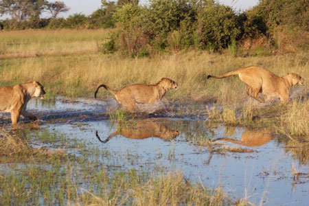 Okavango Delta Moremi Botswana