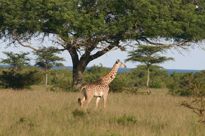 Saadani safari Tanzania