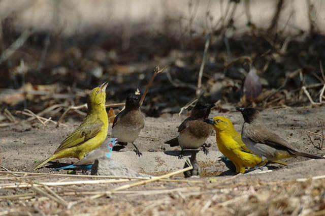 Selous safari Tanzania